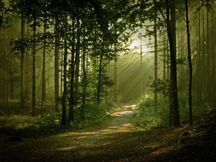 Beautiful Forests (22 pics)