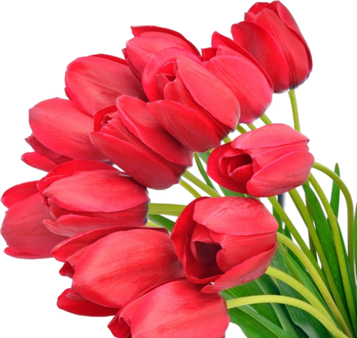 Цветы PNG